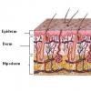 Structura pielii
