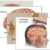 Anatomia creierului