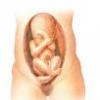 Pozitii fetale la sfarsitul sarcinii
