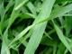 Orzul verde este considerata planta cu cea mai mare cantitate de nutrienti, aducand un aport pretios de vitamine, minerale si enzime