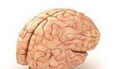 Anatomia creierului - structuri