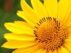 arnica1-2.jpg