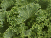 article_46_ComplexulvitaminicB.gif