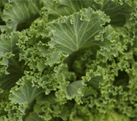 Complexul vitaminic B - rol si alimentatie Complexul vitaminic B - rol si alimentatie