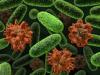 e_coli_infectare.jpg