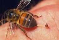 Dureri de spate înțepături de albine