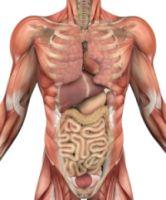 Organele corpului uman si transplantul de organe