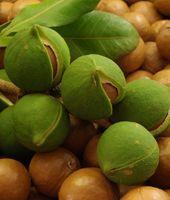 Uleiul de macadamia: beneficii oferite pielii Uleiul de macadamia: beneficii oferite pielii
