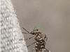 uriage_insecte.jpg
