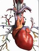 Bolile cardiovasculare