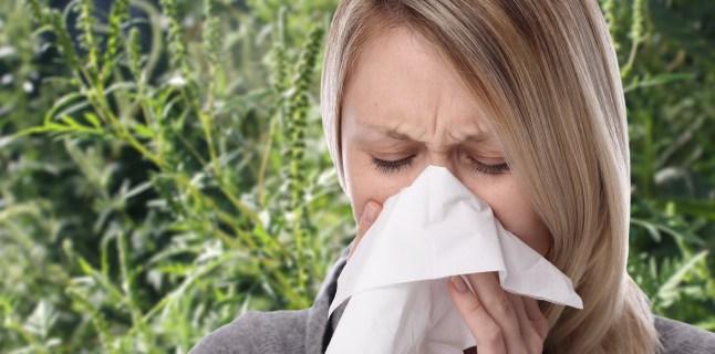 Alergia la ambrozie, confundata cu viroza. Ce trebuie neaparat sa stii