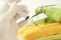 Ar trebui sa evitati sau nu organismele modificate genetic?