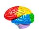Anatomia creierului - diviziuni