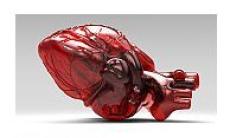 Anatomia inimii - arterele si venele 