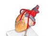 Anatomia inimii - camerele inimii si peretele cardiac