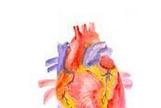 Anatomia inimii - Conductia si ciclul cardiac