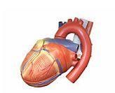 Anatomia inimii - Valvele cardiace