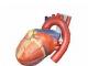 Anatomia inimii - Valvele cardiace