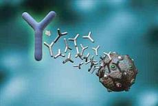 Sistemul imunitar al organismului - anticorpii