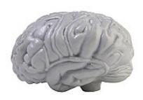 Structurile creierului