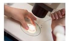 Eclozarea asistata – Fertilizarea in vitro