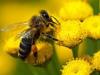 Prim ajutor in intepaturi de albine si viespi