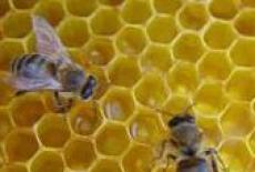 Tratamentul prostatitei cronice cu polen de albine