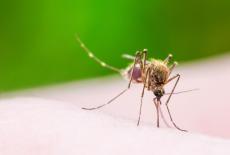 Malaria, boala ce poate pune viata in pericol