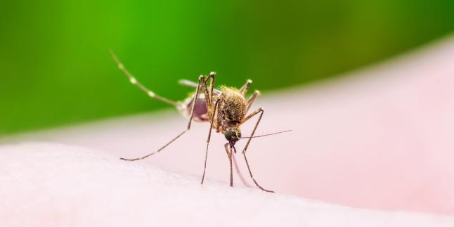 Malaria, boala ce poate pune viata in pericol
