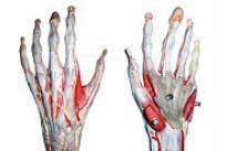 articulatia mainii anatomie dureri articulare de înaltă presiune