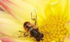 Polenul de albine - sanatos sau, mai degraba.....periculos ? 