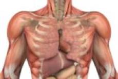 Organele corpului uman si transplantul de organe