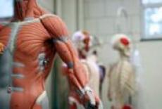 Anatomia umarului